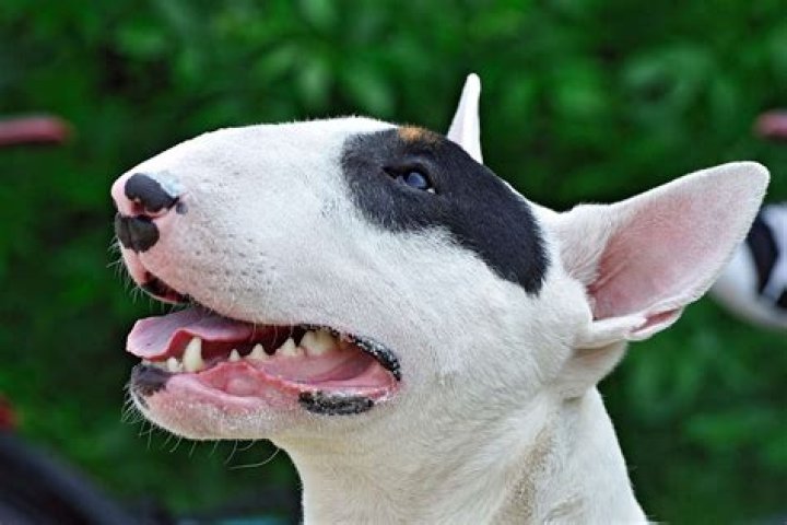 Why are bull terriers so ugly?