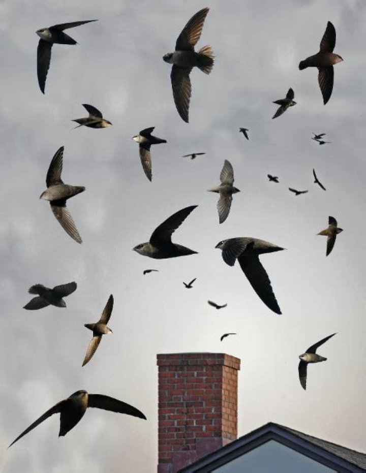 Why are chimney swifts protected?
