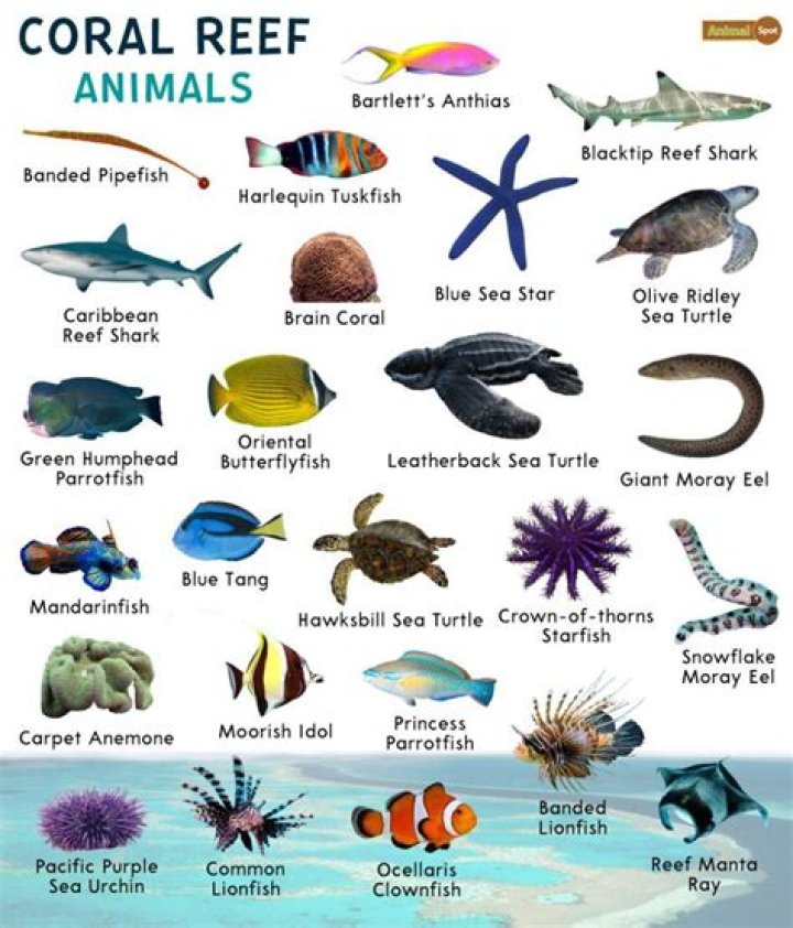 Why are coral reefs animals?