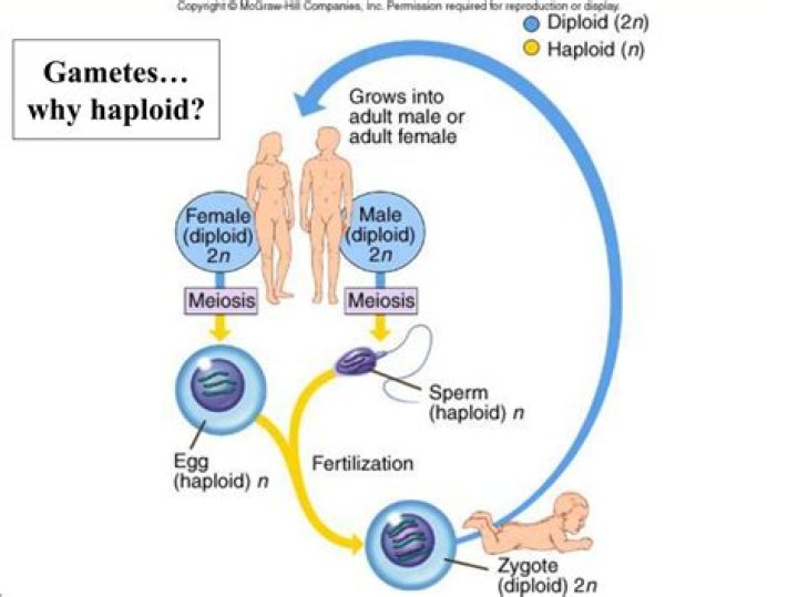 Why are gametes haploids?