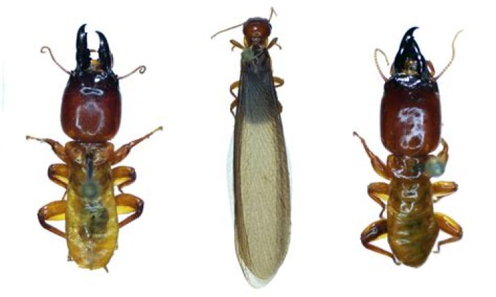 Why are isoptera important?