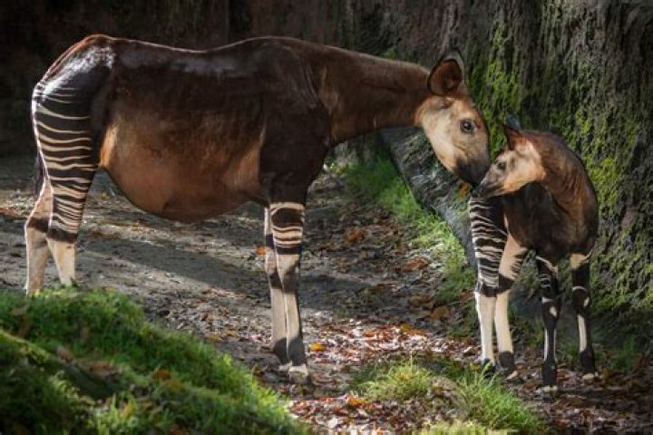 Why are okapis sometimes referred to as forest giraffes?