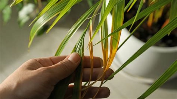 Why are palm fronds turning brown?