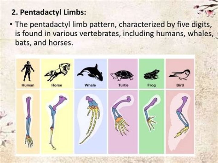 Why are pentadactyl limbs homologous?