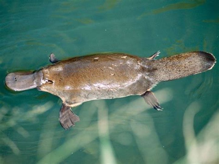 Why are platypuses considered mammals?