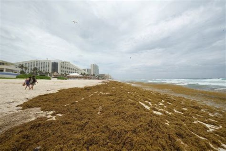Why cancun has so much seaweed?