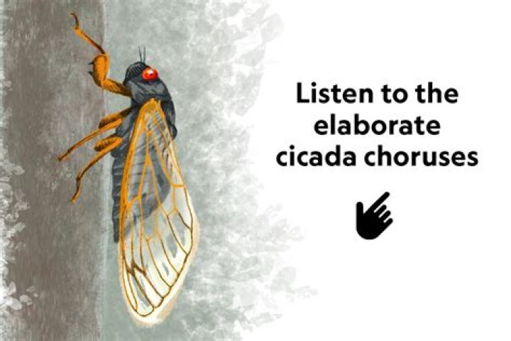 Why cicadas are good?