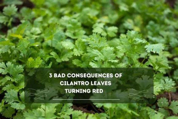 Why cilantro turns red?