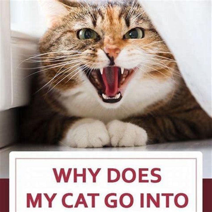 Why do cats yowl for no reason?