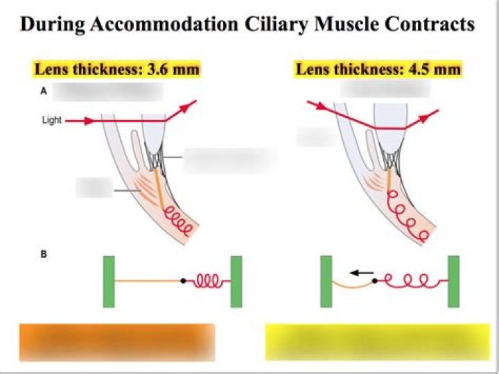 Why do ciliary muscles contract?