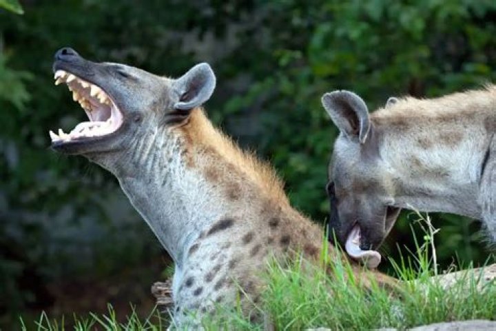 Why do hyenas laugh?