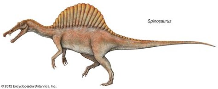 Why do spinosaurus have spines?
