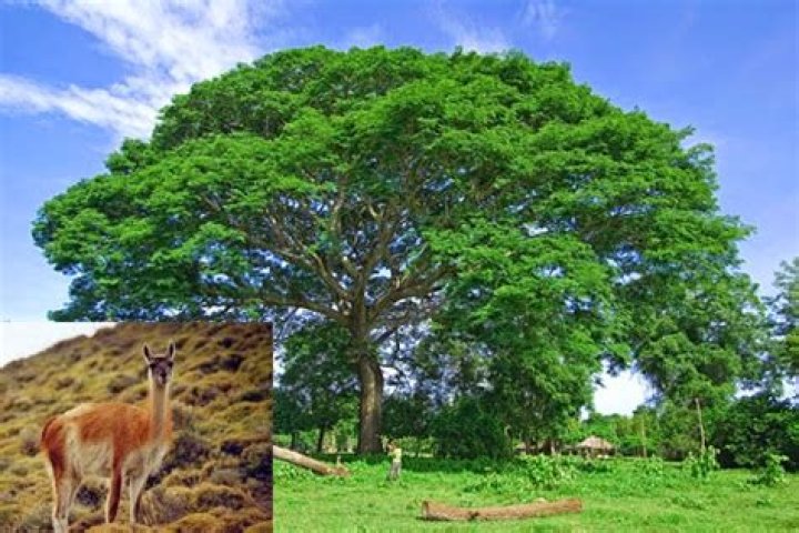 Why do they call salvadorans guanacos?