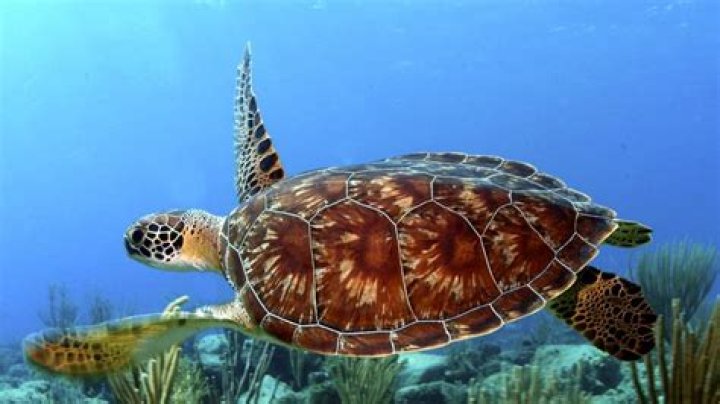 Why do turtles have shells?