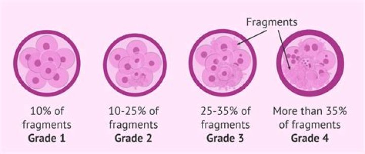 Why does embryo fragmentation occur?