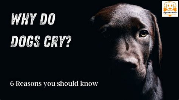 Why dog cries at night?
