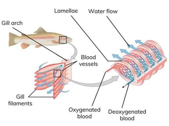 Why gills are rich in blood?