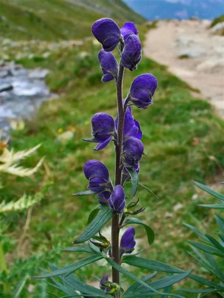 Why is aconite called wolfsbane?