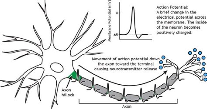Why is action potential generated at axon hillock?