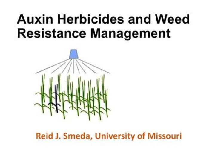 Why is auxin used as a weedkiller?