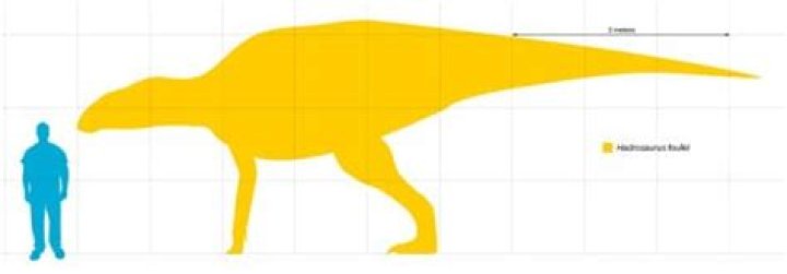 Why is it called hadrosaur?