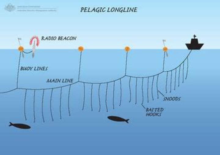 Why is longline fishing good?