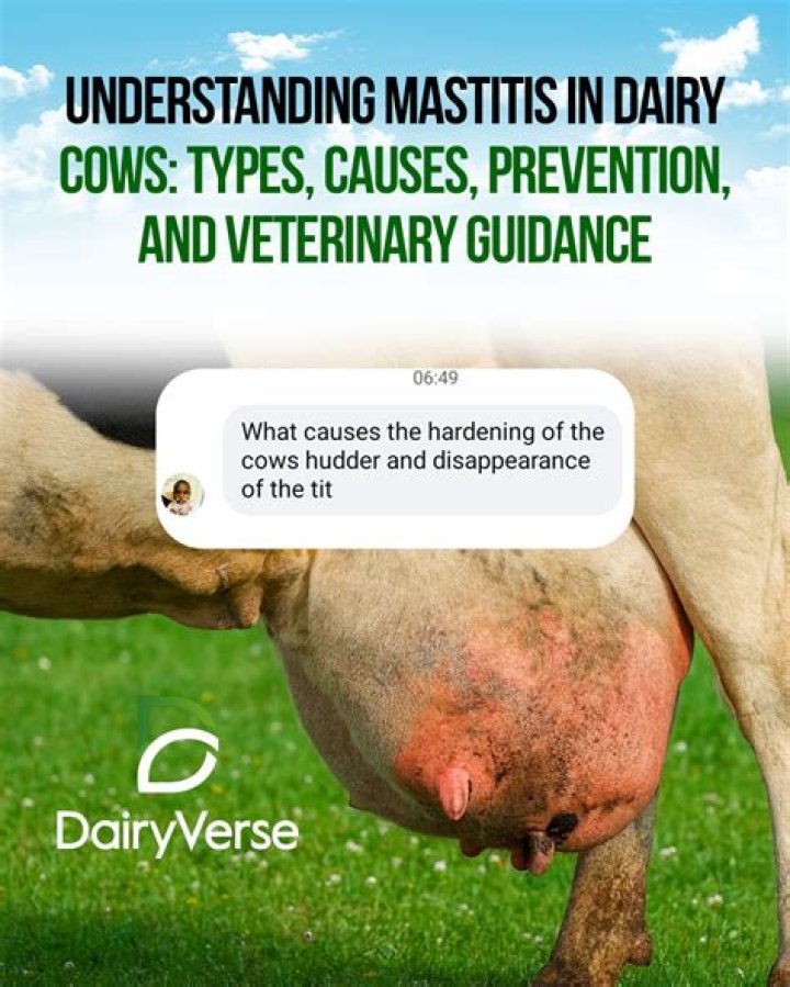 Why is mastitis dangerous?