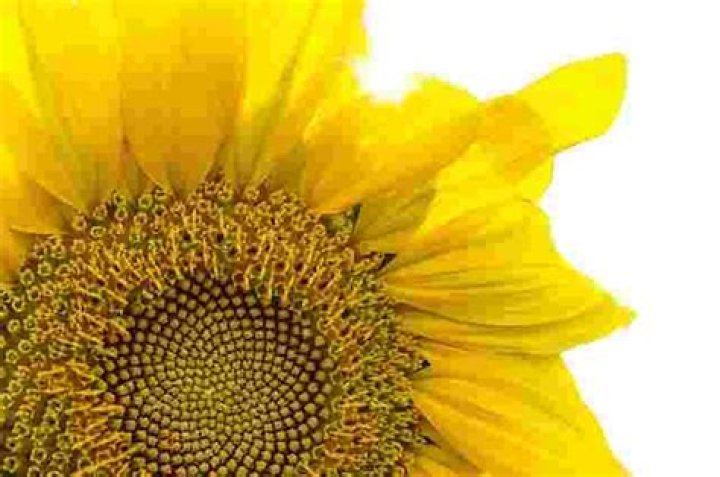 Why is my cornus kousa not flowering?