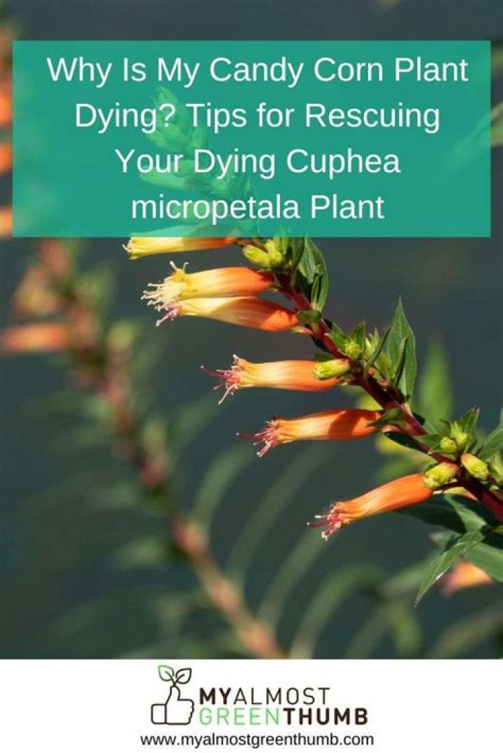 Why is my cuphea dying?