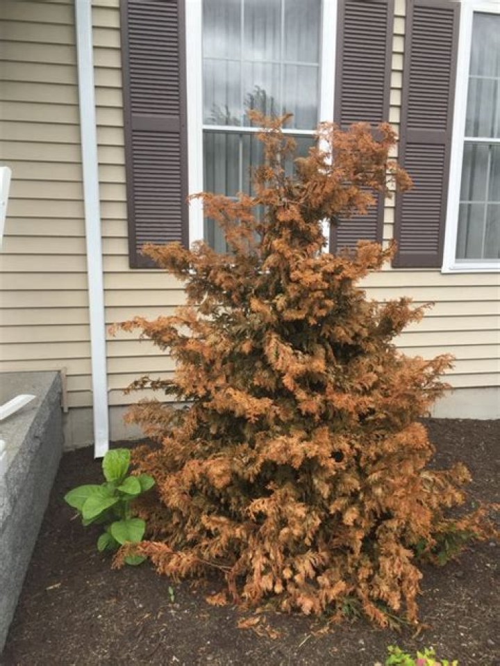 Why is my hinoki cypress turning brown?