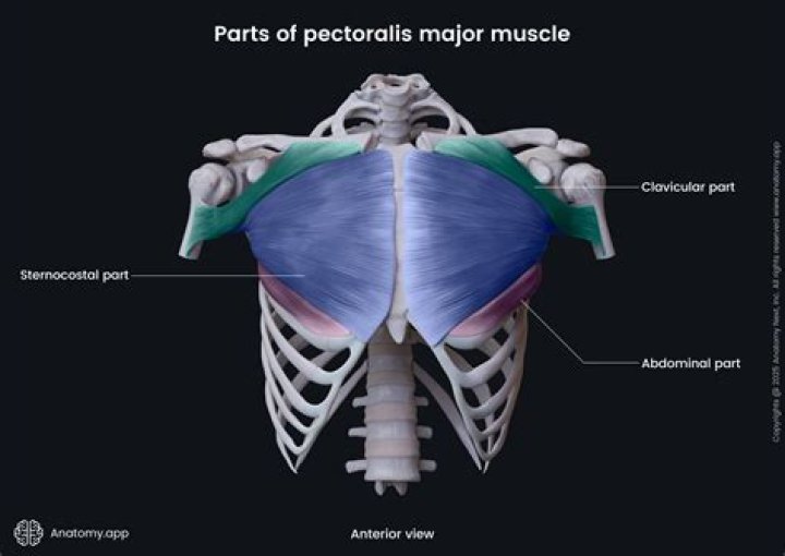 Why is pectoralis major named that?