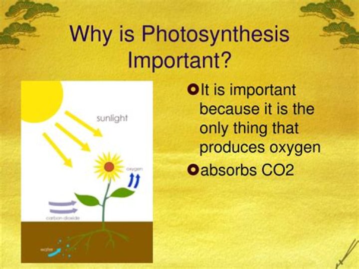 Why is photosynthesis important?