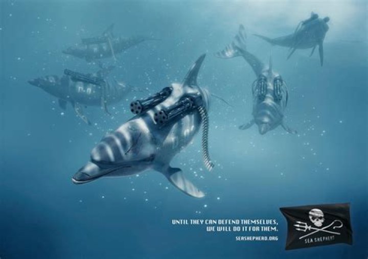 Why is sea shepherd?
