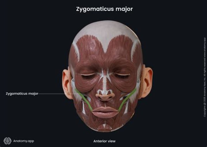 Why is the zygomaticus major muscle important?