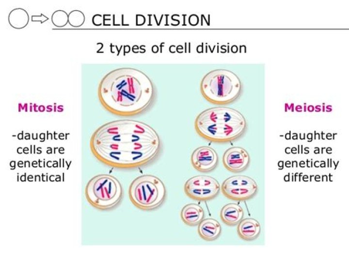Why meiosis is called reductional division?