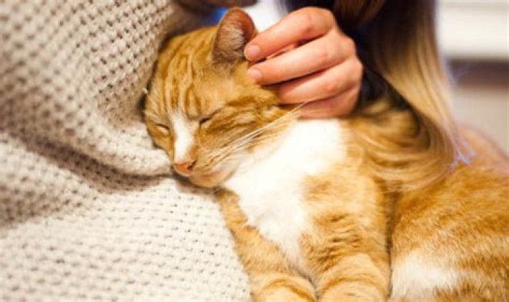 Why my cat dribbles?