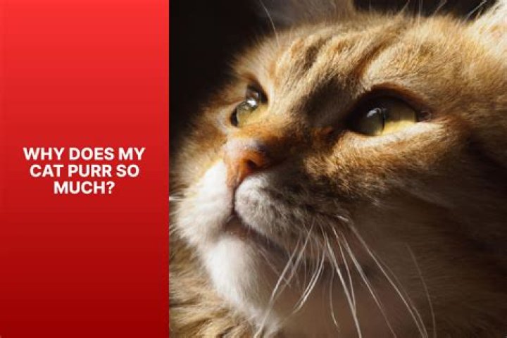 Why my cat purrs so much?
