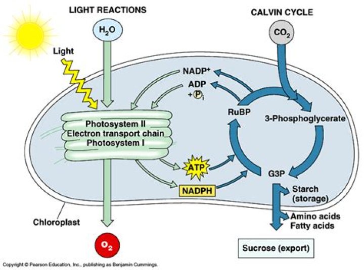 Why photolysis is called hill reaction?