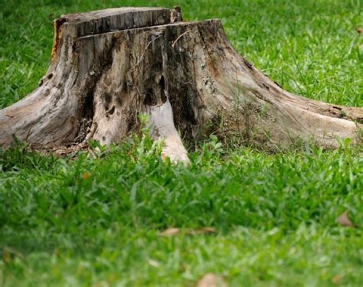 Why remove a tree stump?