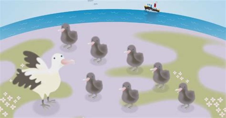 Why sea bird is called a gooney bird?