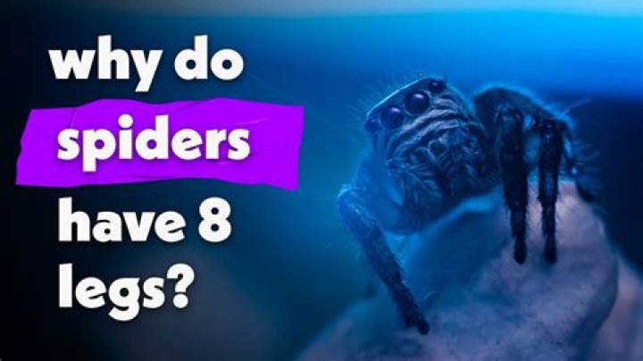 Why spider has 8 legs?