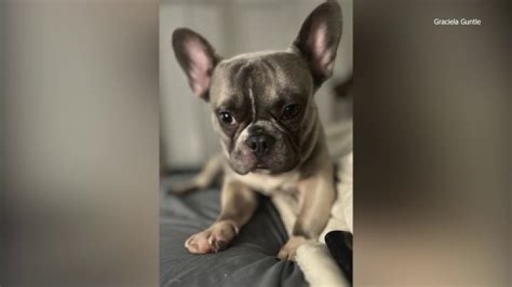 Will a french bulldog protect its owner?