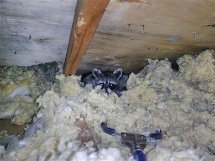 Will a racoon kill a cat?