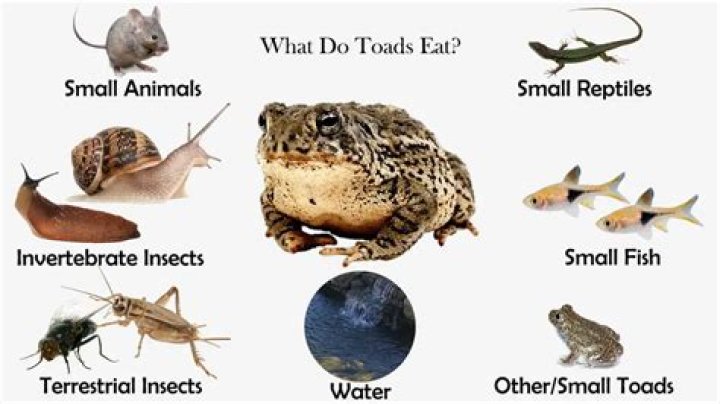 Will a toad eat a lizard?