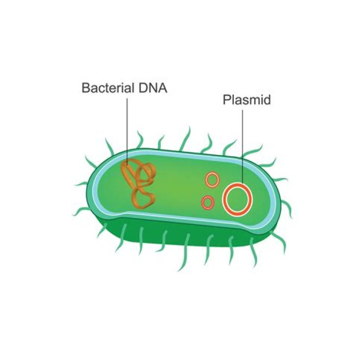Will bacteria have plasmids?