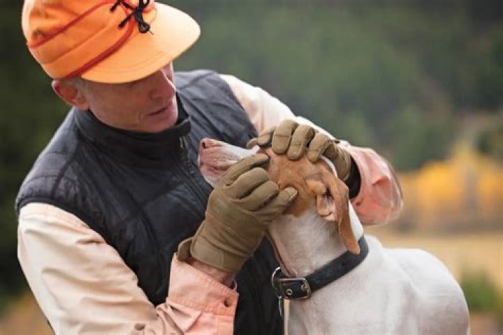 Will bird seed harm my dog?