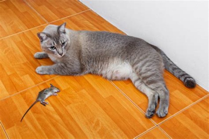 Will cats eat rat bait?