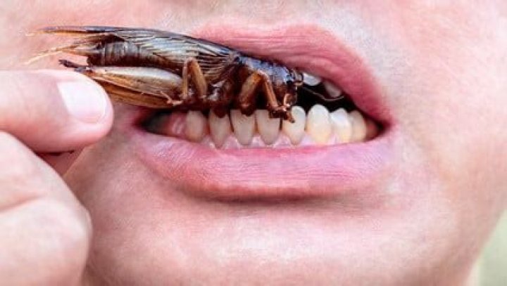 Will cockroaches crawl in your mouth?