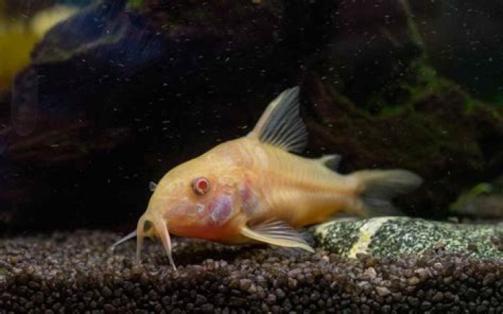 Will corydoras eat algae?