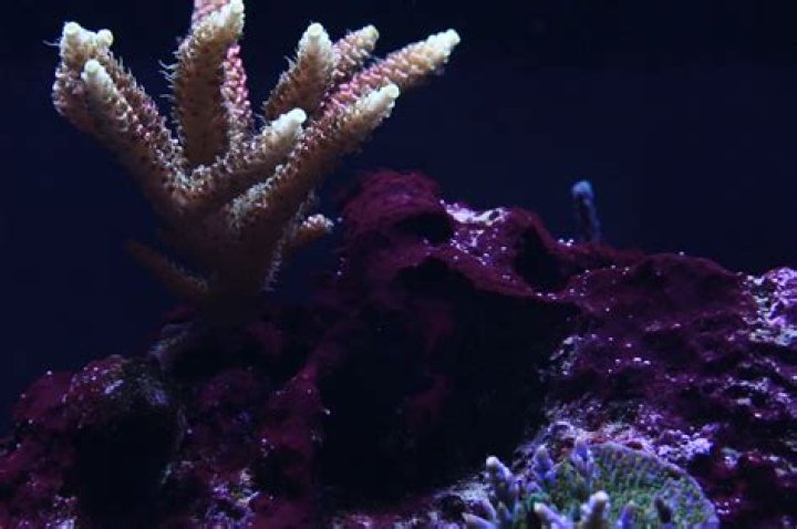 Will cyano kill corals?